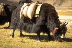 yak leather care